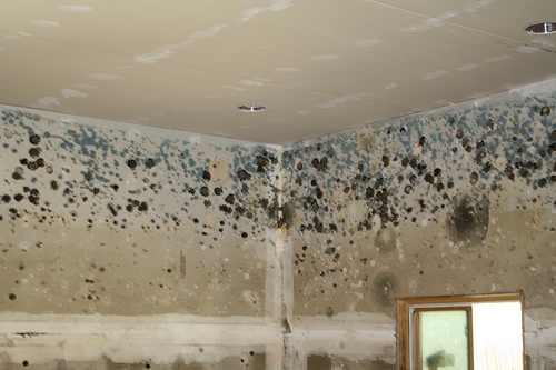 mold-in-house