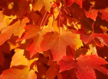 FallLeaves-590x391